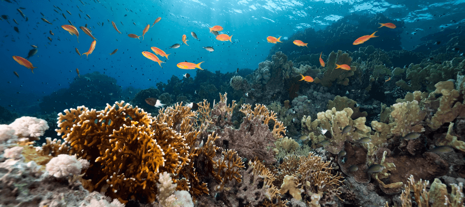 Skincare Sea-crets: 3 Ingredients From The Ocean For A Flawless Complexion