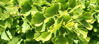 What Is Ginkgo Biloba And Why Is It So Good For Your Skin?