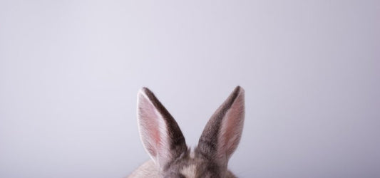 Why You Need To Be Using Cruelty-Free Products
