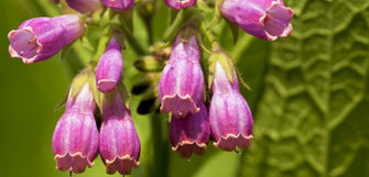 Comfrey Is The Anti-Aging Ingredient You Need To Know About