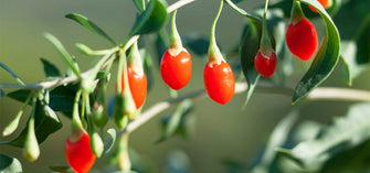 Goji Berry Is The Unique Skincare Ingredient You Need To Try!
