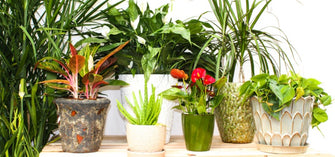 These Easy-Care Houseplants Can Improve Your Skin Drastically