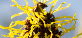 Witch Hazel Is An Amazing Natural Skin Care Ingredient