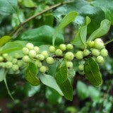 Commiphora Mukul Resin Extract