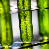 Algae Extract