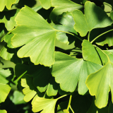 Ginkgo Biloba