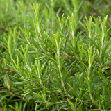 Rosemary Leaf Extract
