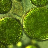 Algae Extract