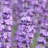 Lavender Oil