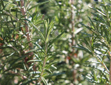 Rosemary Leaf Extract